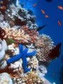 /album/photogallery/a450px-blue-linckia-starfish-jpg/