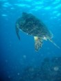 /album/photogallery/a450px-turtle06-jpg/
