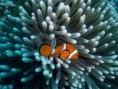 /album/photogallery/a1627344-aneneme-fish-great-barrier-reef-0-jpg/