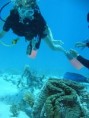 /album/photogallery/giant-clam-with-diver-jpg/