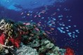 /album/photogallery/reef-jpg/